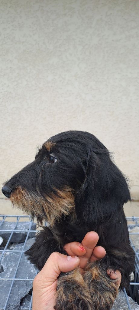 de côte Paradis - Chiots disponibles - Teckel poil dur