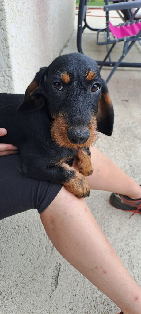 de côte Paradis - Chiots disponibles - Teckel poil dur